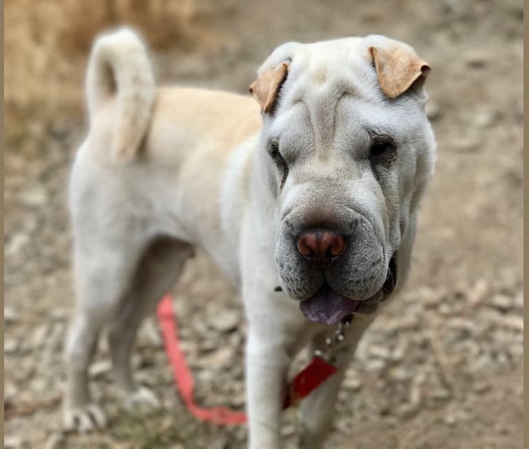 Chow cross shar pei best sale