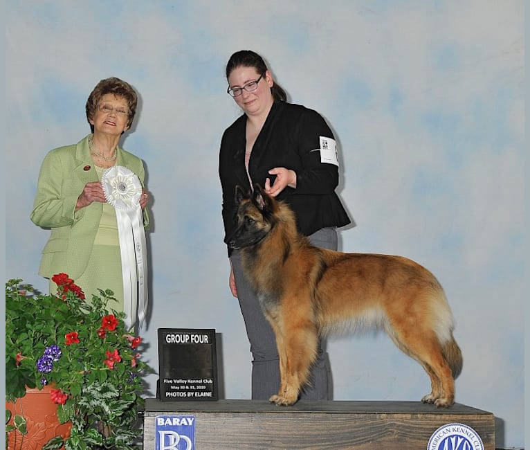 Brekka, a Belgian Shepherd tested with EmbarkVet.com