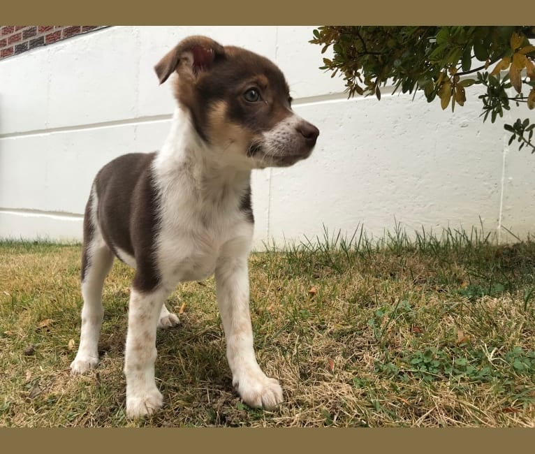 Nova, a Rat Terrier and German Shepherd Dog mix tested with EmbarkVet.com