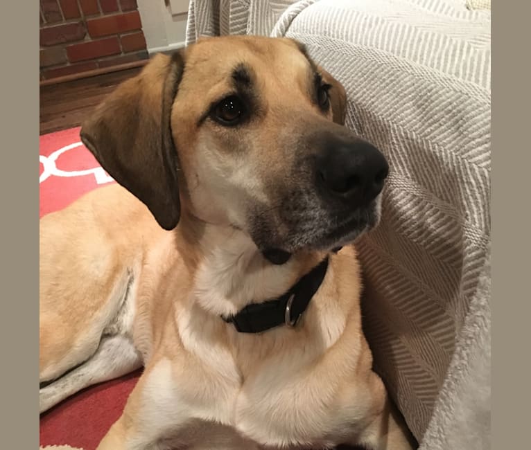 Floyd, a Labrador Retriever and Bloodhound mix tested with EmbarkVet.com