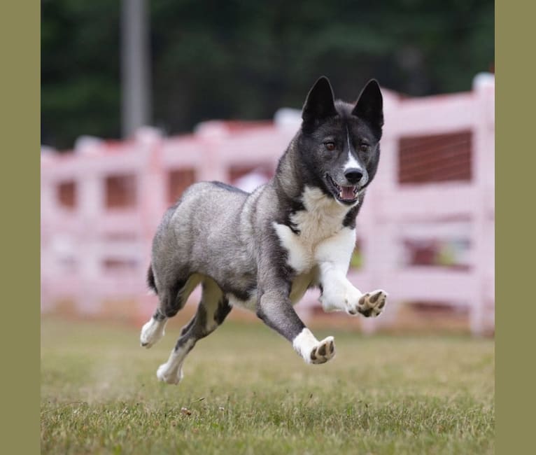 Tira, a Siberian Husky tested with EmbarkVet.com