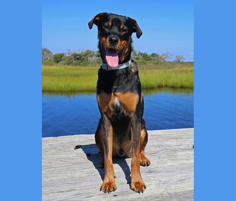 Dozer, a Rottweiler and Boxer mix tested with EmbarkVet.com