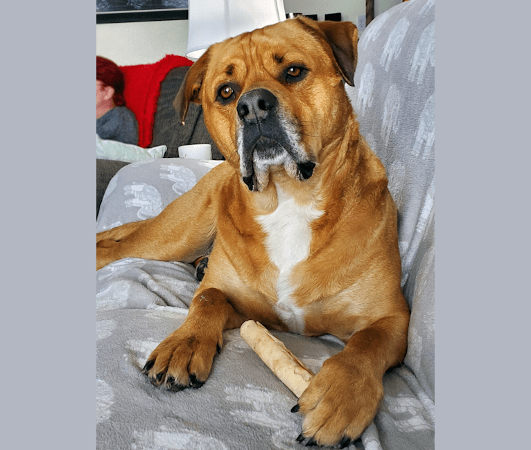 American bulldog new arrivals rottweiler mix