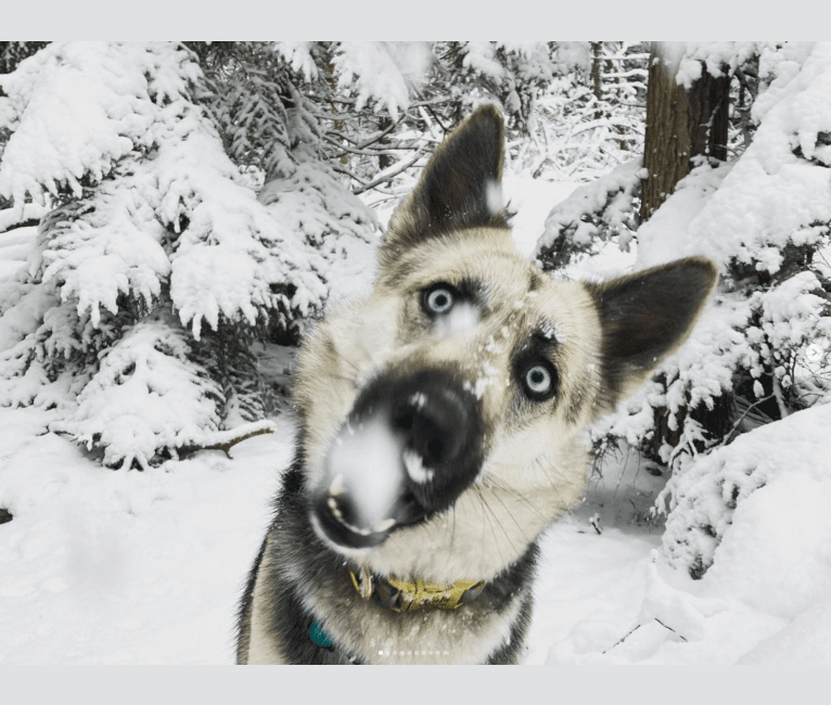 Willa, a German Shepherd Dog and Siberian Husky mix tested with EmbarkVet.com