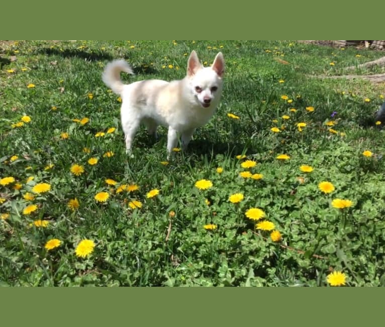 Jojo, a Chihuahua and Pomeranian mix tested with EmbarkVet.com