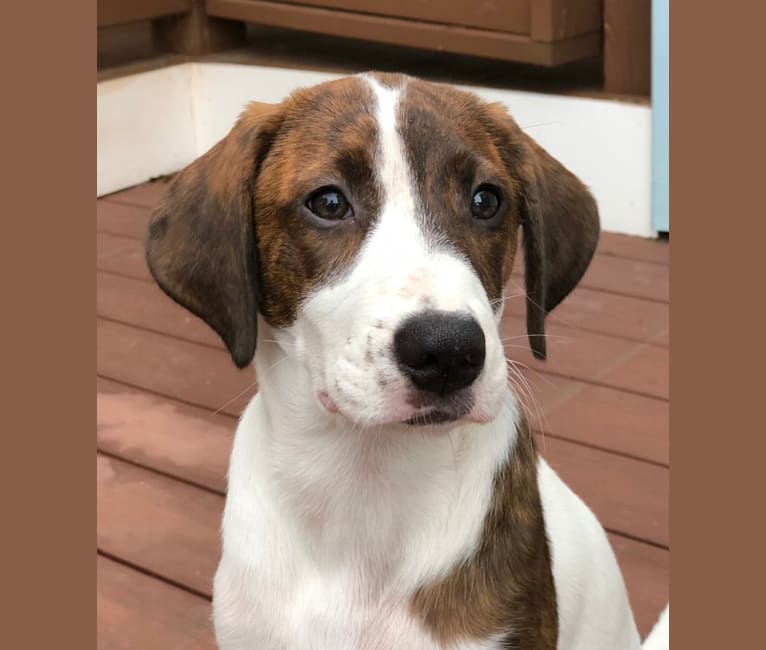 Mountain cur mountain feist cross store