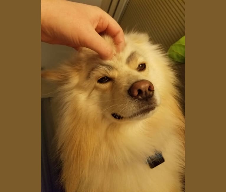 Yuki, a Pomeranian tested with EmbarkVet.com