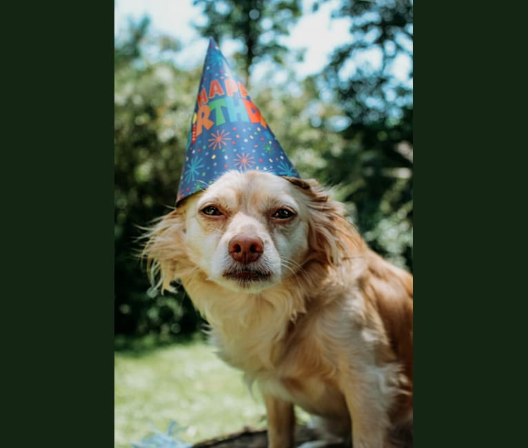 Max, a Pomchi tested with EmbarkVet.com