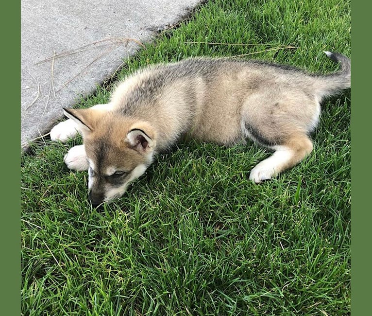 Clouse, a Siberian Husky and Alaskan Malamute mix tested with EmbarkVet.com