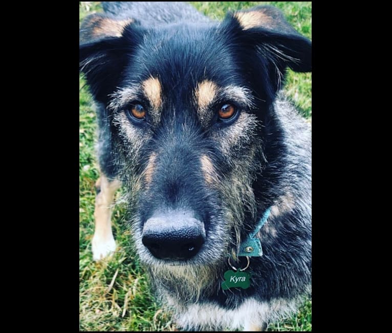 Kyra, a German Shepherd Dog and Irish Wolfhound mix tested with EmbarkVet.com