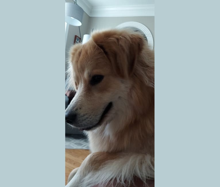 Zephyr, a Great Pyrenees and Australian Shepherd mix tested with EmbarkVet.com