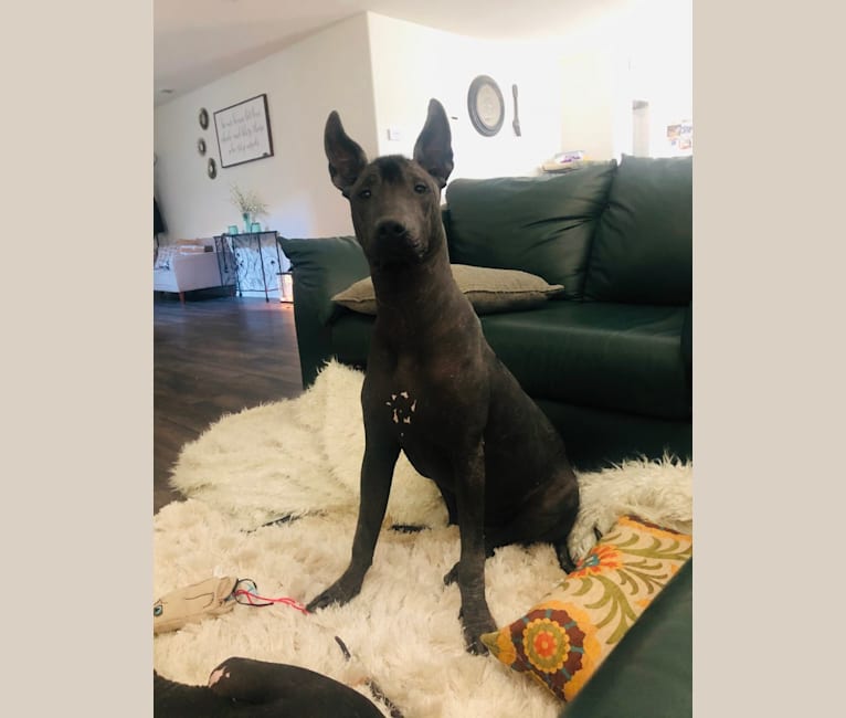 Moy Korol’, a Xoloitzcuintli tested with EmbarkVet.com