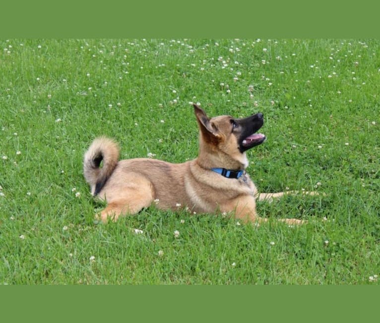 Photo of Percy, a Norwegian Elkhound, Australian Cattle Dog, Labrador Retriever, and German Shepherd Dog mix in Collingwood, Ontario, Canada