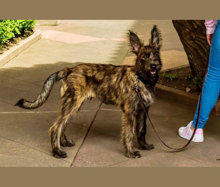 Brindle berger picard discount