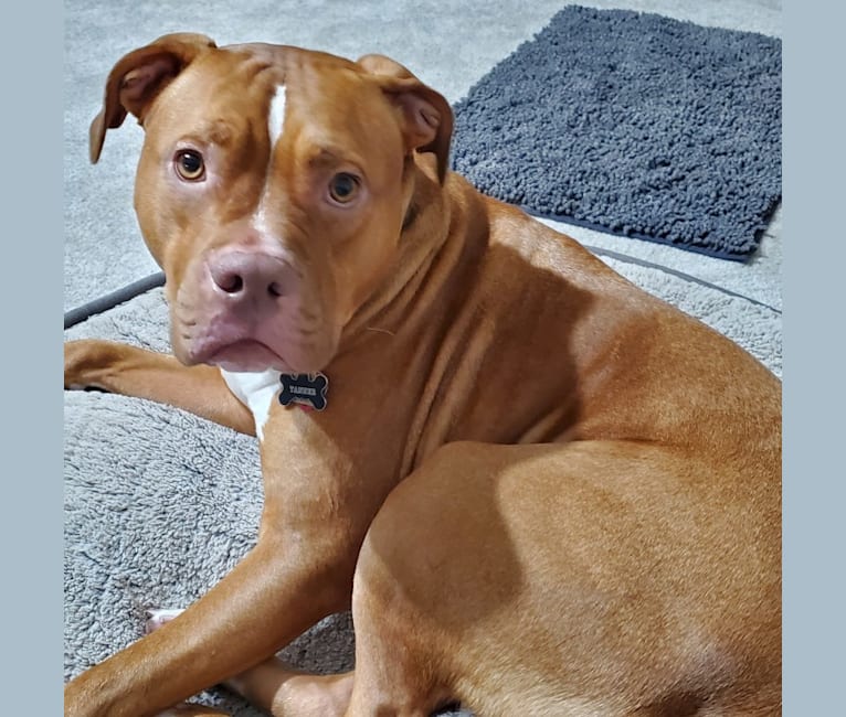 Embark Dog DNA Test Breed
