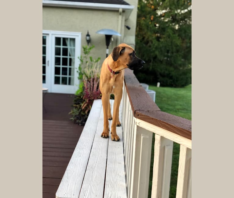 Whiskey, an Irish Wolfhound and Cane Corso mix tested with EmbarkVet.com