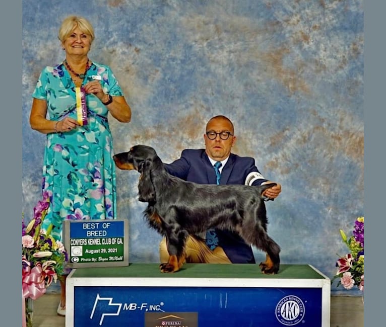 Puddie, a Field Spaniel tested with EmbarkVet.com