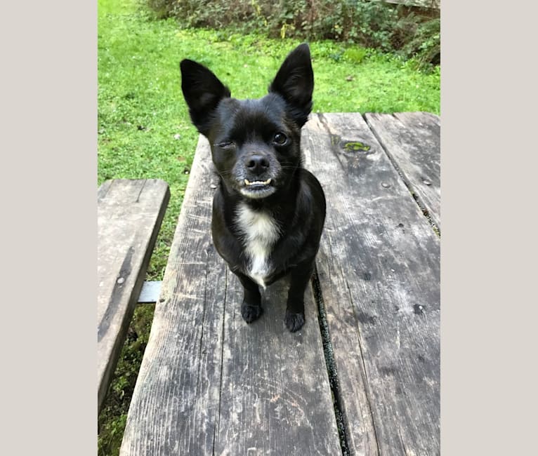 Jim, a Chihuahua and Rat Terrier mix tested with EmbarkVet.com