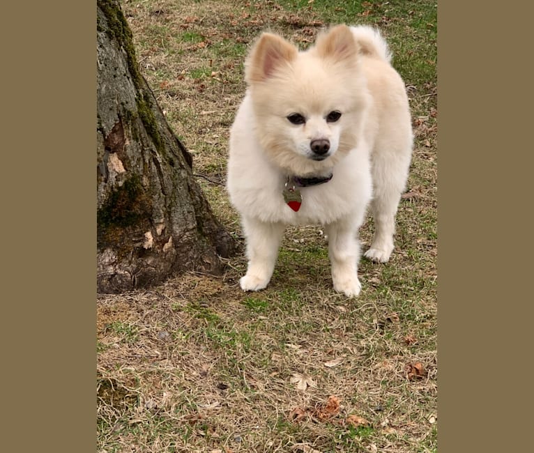 Rockwell, a Pomeranian and Australian Shepherd mix tested with EmbarkVet.com