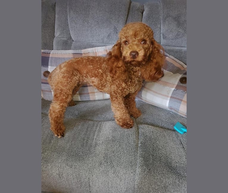 Ruby, a Poodle (Small) tested with EmbarkVet.com