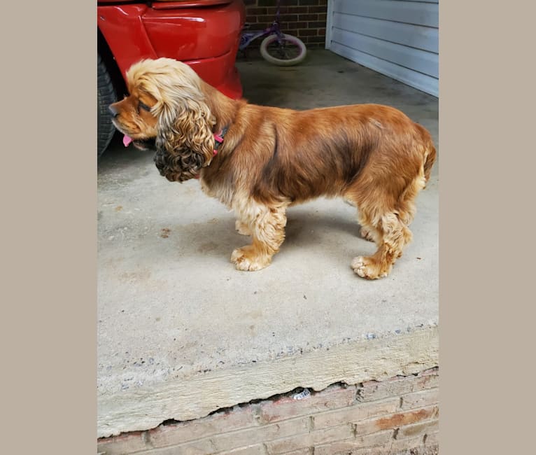 Zoey, a Cocker Spaniel tested with EmbarkVet.com