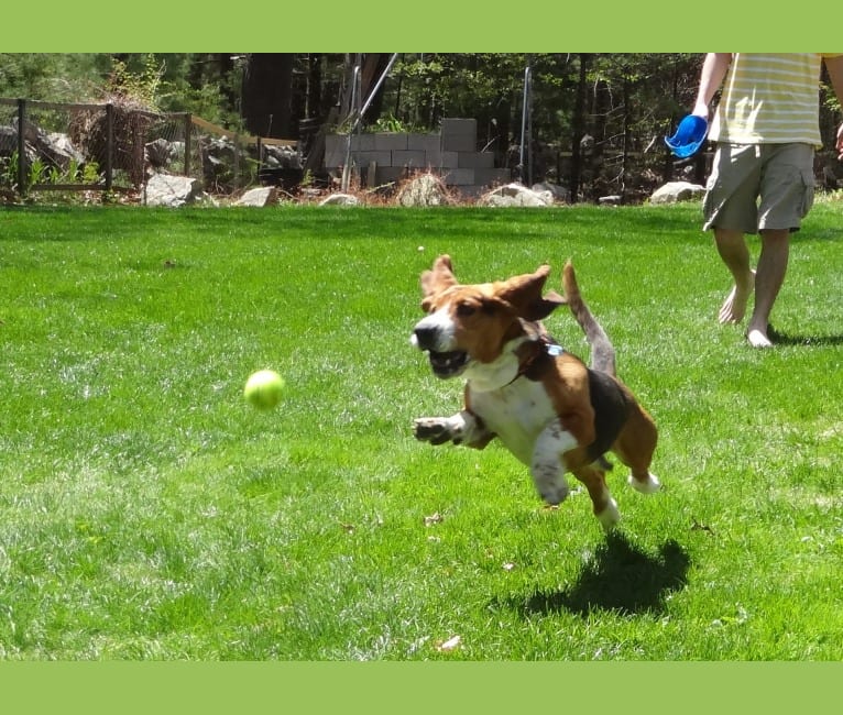 Teddy, a Basset Hound tested with EmbarkVet.com