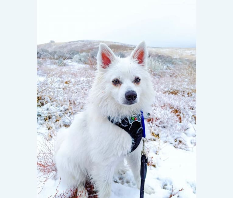 Quill, an American Eskimo Dog tested with EmbarkVet.com