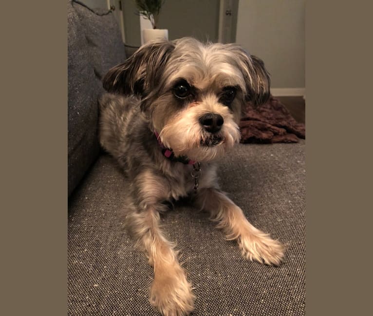 Brussels griffon mix 2025