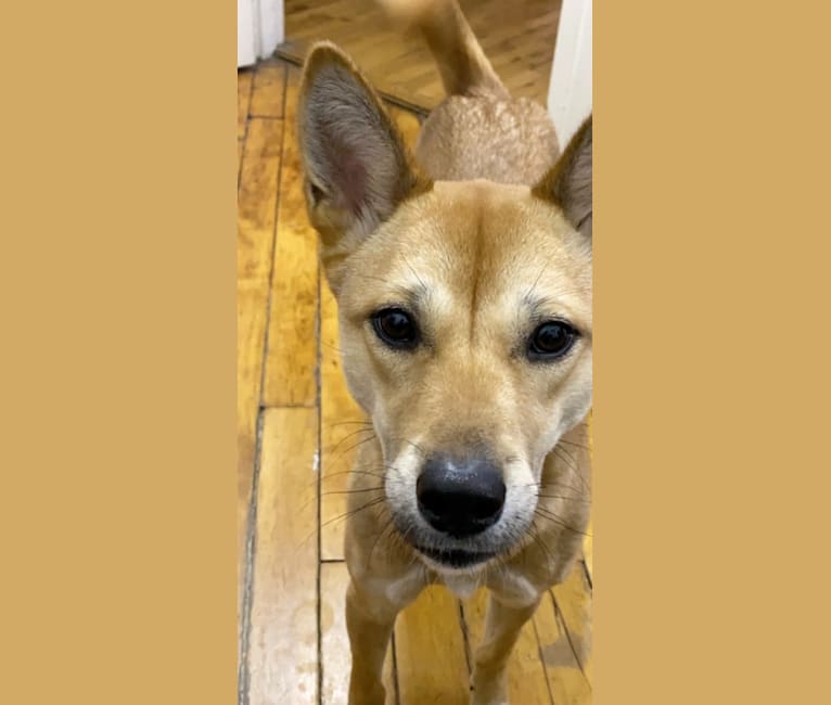 Ava, a Jindo and Japanese or Korean Village Dog mix tested with EmbarkVet.com