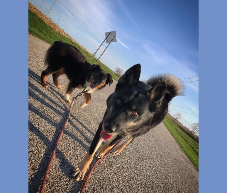 Laika, a Siberian Husky and Border Collie mix tested with EmbarkVet.com