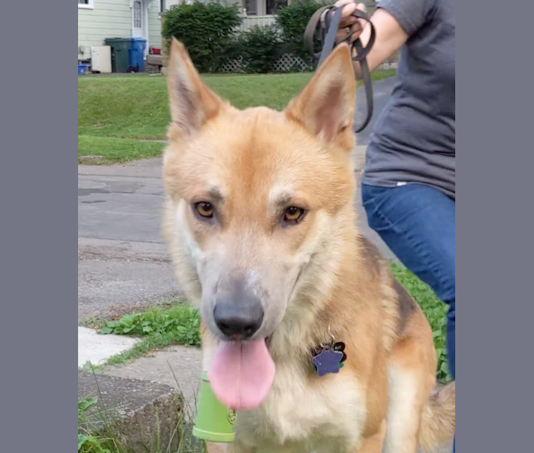 Loki, a German Shepherd Dog and Siberian Husky mix tested with EmbarkVet.com