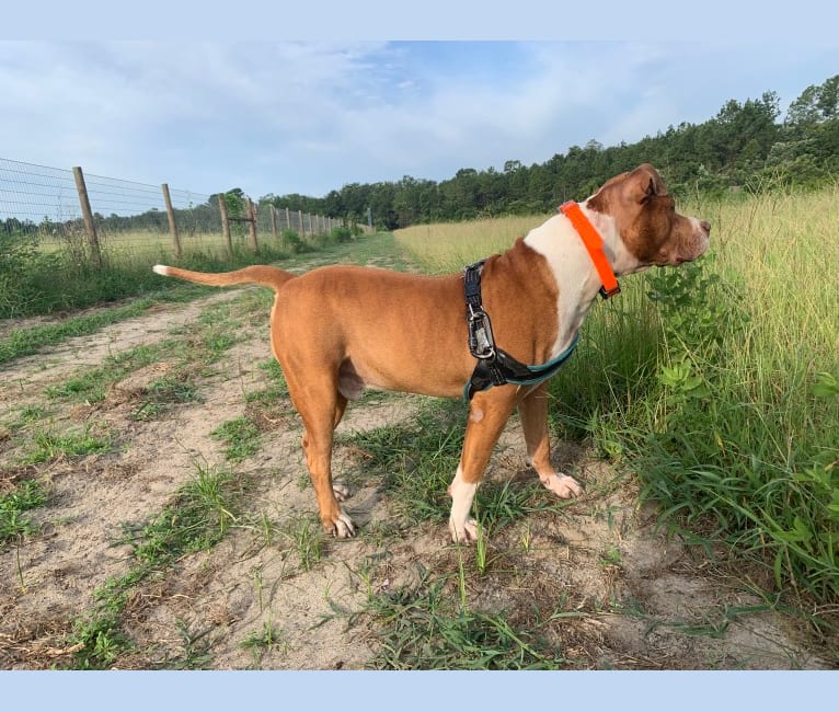 Buddy, an American Pit Bull Terrier and American Bulldog mix tested with EmbarkVet.com