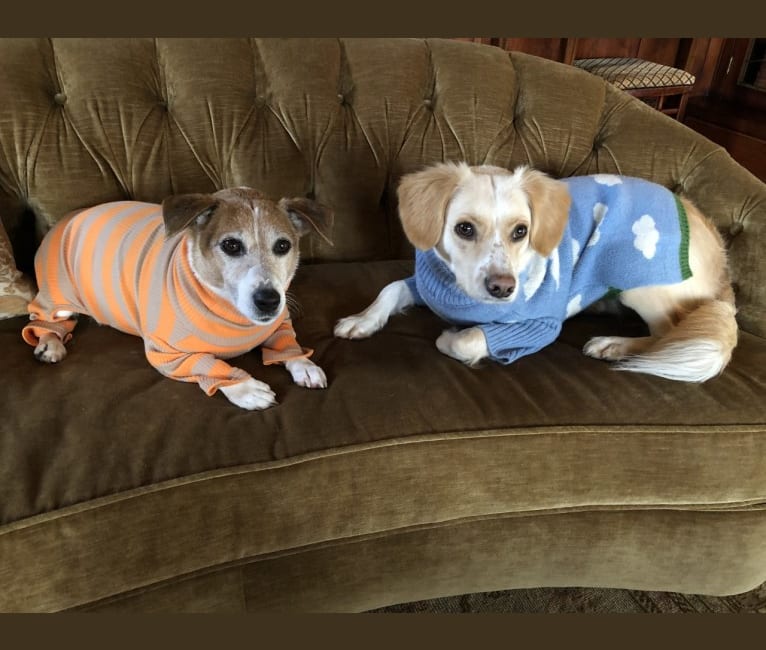 Murphy, a Chihuahua and Poodle (Small) mix tested with EmbarkVet.com