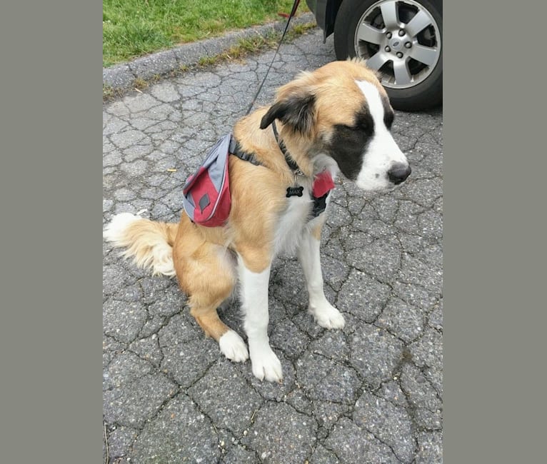 Max, a Saint Bernard and German Shepherd Dog mix tested with EmbarkVet.com