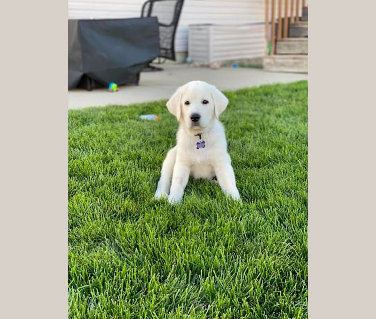 Keebler, a Great Pyrenees and Sarplaninac mix tested with EmbarkVet.com