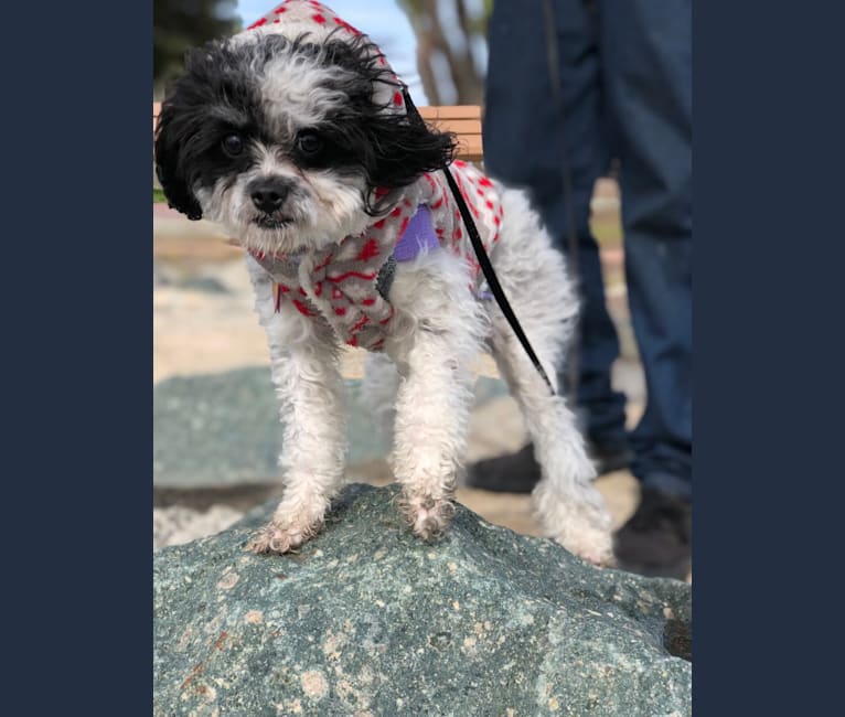 Photo of Daizy, a Chihuahua, Cocker Spaniel, Shih Tzu, Poodle (Small), and Mixed mix in Santee, California, USA