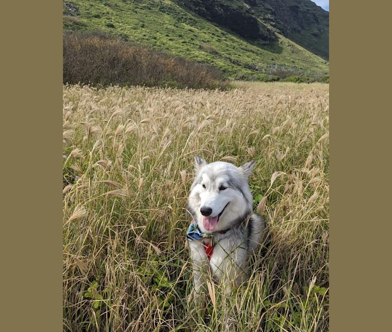 Thea, an Alaskan Malamute and Siberian Husky mix tested with EmbarkVet.com
