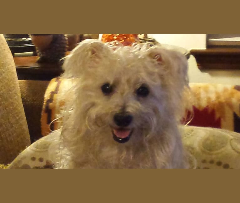 Laddie, a Bichon Frise and Cairn Terrier mix tested with EmbarkVet.com