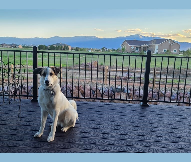 Casper, a Great Pyrenees and German Shepherd Dog mix tested with EmbarkVet.com