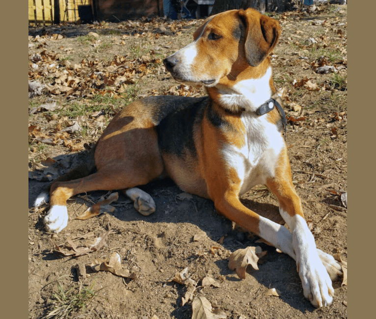 Dudley, an American Foxhound and German Shepherd Dog mix tested with EmbarkVet.com