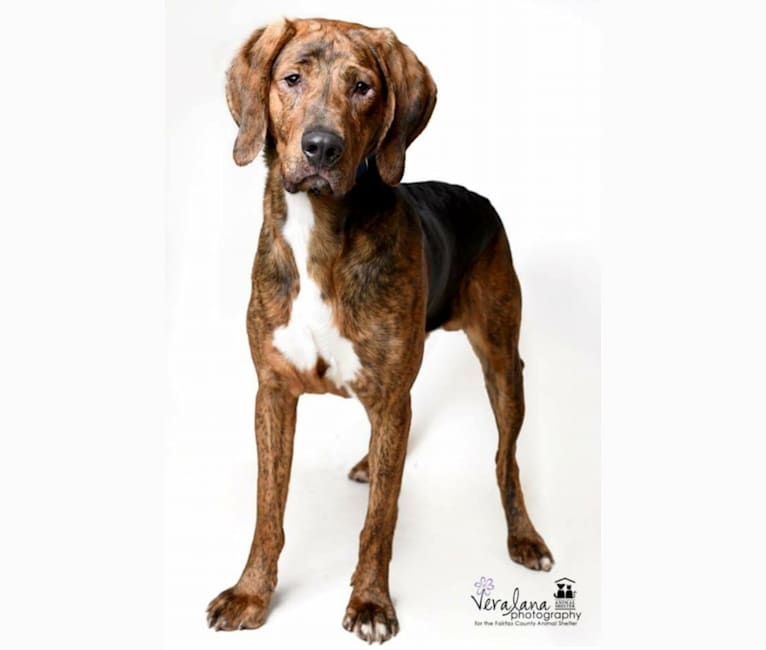 Copper, a Plott and Treeing Walker Coonhound mix tested with EmbarkVet.com