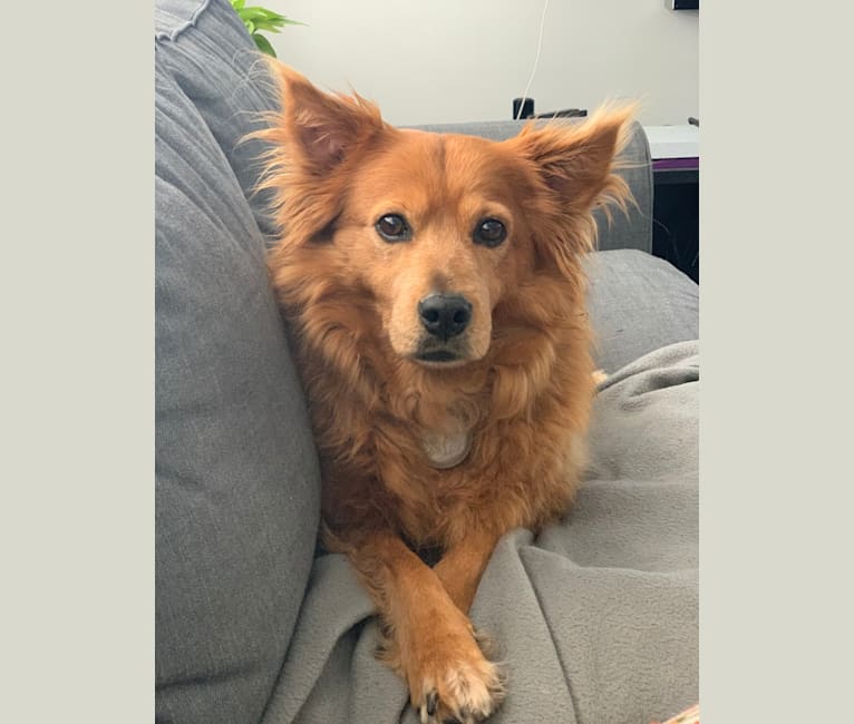 Ava, a Rottweiler and Cocker Spaniel mix tested with EmbarkVet.com