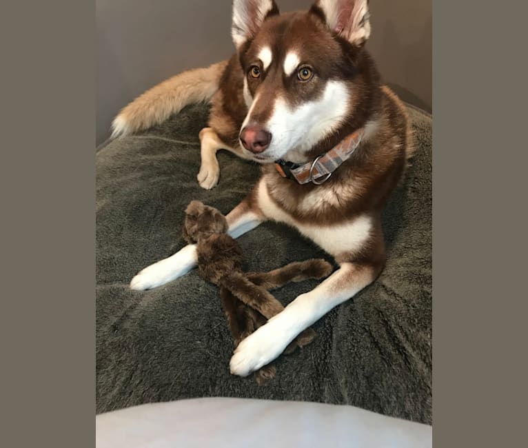 Brady, a Siberian Husky and German Shepherd Dog mix tested with EmbarkVet.com