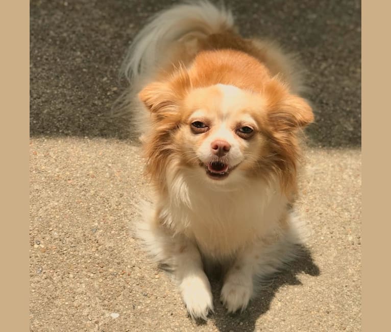 Stampi, a Chihuahua tested with EmbarkVet.com