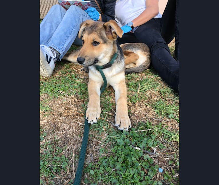 Shainee, a German Shepherd Dog and Australian Cattle Dog mix tested with EmbarkVet.com