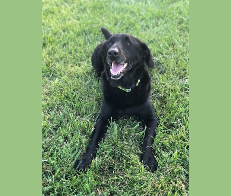 Bear, a Labrador Retriever and Golden Retriever mix tested with EmbarkVet.com