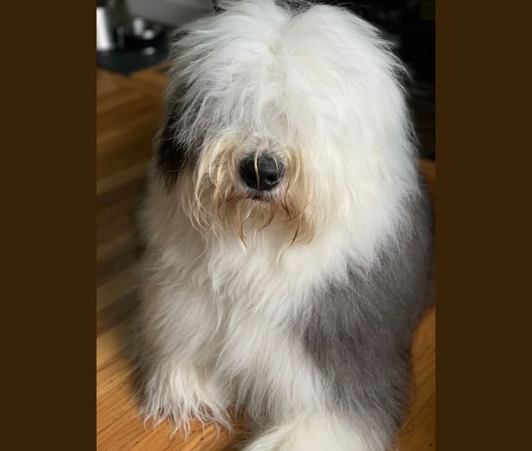 Arlo, an Old English Sheepdog tested with EmbarkVet.com