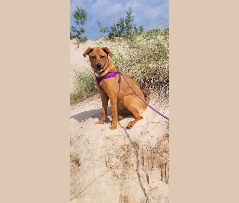 Photo of Bailey Jade, an Australian Cattle Dog, Great Pyrenees, Beagle, and Black and Tan Coonhound mix in Allendale Charter Twp, Michigan, USA