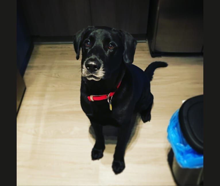 Riker, a Labrador Retriever and Chow Chow mix tested with EmbarkVet.com