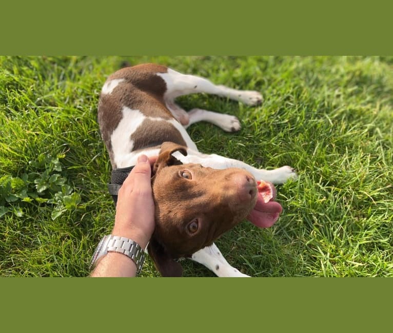 Guszti, a Russell-type Terrier and English Springer Spaniel mix tested with EmbarkVet.com